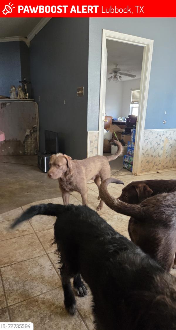 Lost Male Dog last seen Near Northridge elementary school, Lubbock, TX 79416