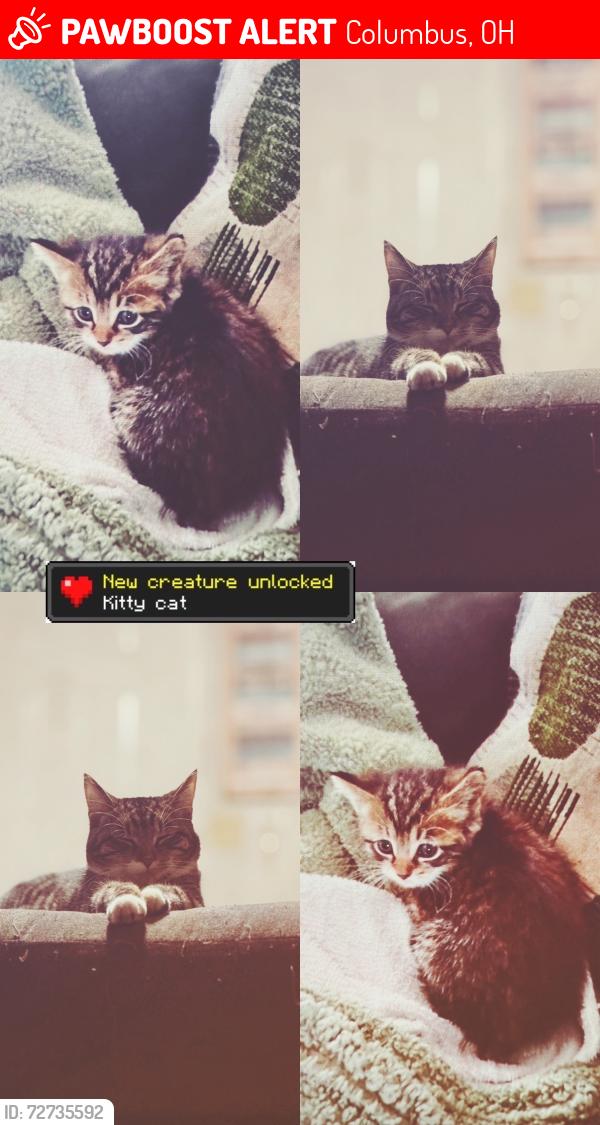 Lost Female Cat last seen near beechcroft and tupsfield. , Columbus, OH 43229