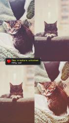 Lost Female Cat last seen near beechcroft and tupsfield. , Columbus, OH 43229