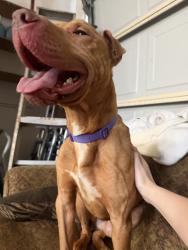 Found/Stray Male Dog last seen Myatt Dr, Nashville, TN 37115