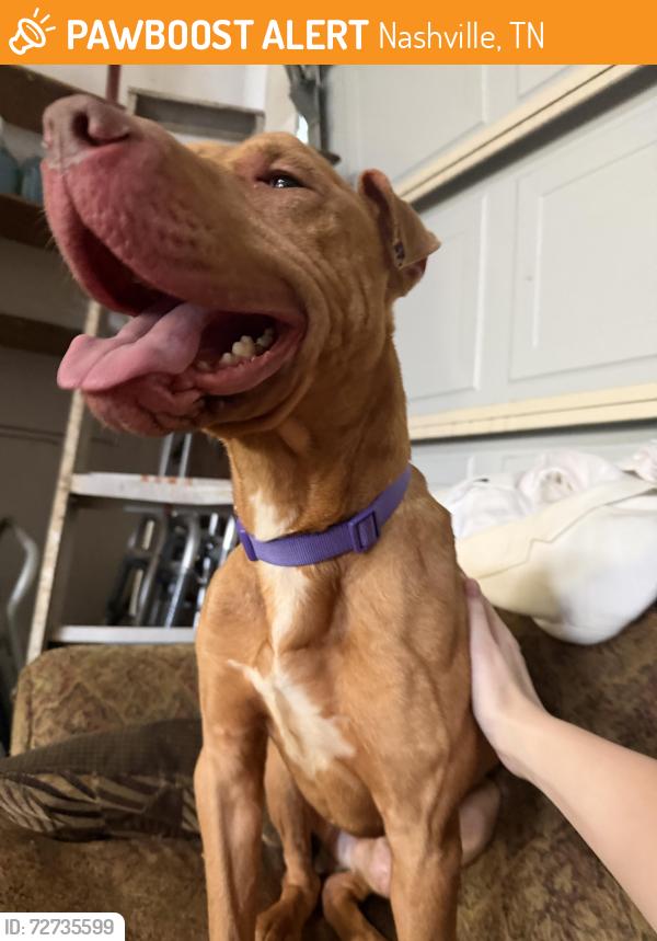 Found/Stray Male Dog last seen Myatt Dr, Nashville, TN 37115