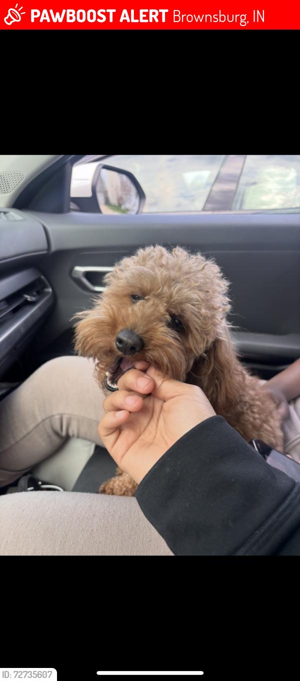 Lost Male Dog last seen Home2 Suites by Hilton Brownsburg, Brownsburg, IN 46112