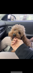 Lost Male Dog last seen Home2 Suites by Hilton Brownsburg, Brownsburg, IN 46112