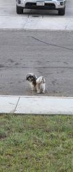 Found/Stray Unknown Dog last seen Soothing water , San Antonio, TX 78244