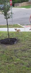 Found/Stray Unknown Dog last seen Soothing water, San Antonio, TX 78244