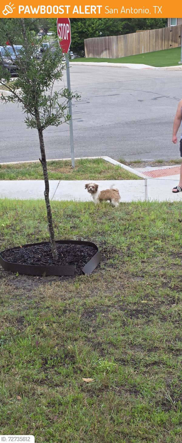 Found/Stray Unknown Dog last seen Soothing water, San Antonio, TX 78244