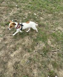 Lost Female Dog last seen River Oaks Trl, Austin, TX 78753