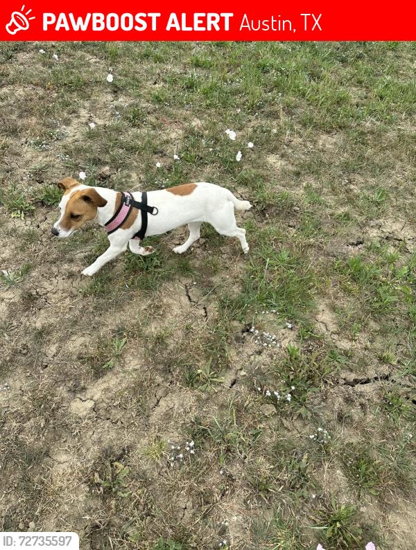 Lost Female Dog last seen River Oaks Trl, Austin, TX 78753