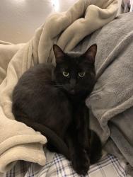 Lost Male Cat last seen Timberline Elementary School, Centennial, CO 80015