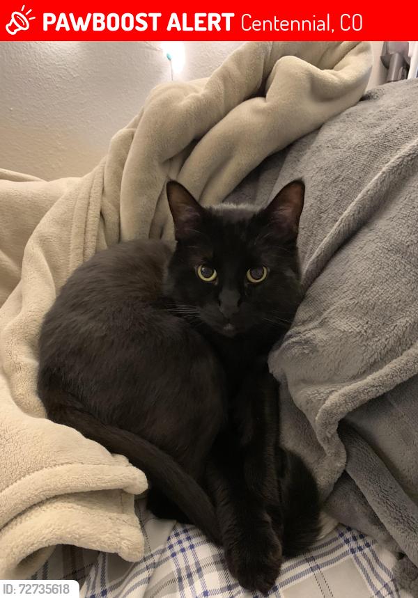 Lost Male Cat last seen Timberline Elementary School, Centennial, CO 80015