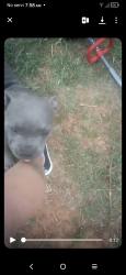 Lost Male Dog last seen Blanch lane , Edmond, OK 73025