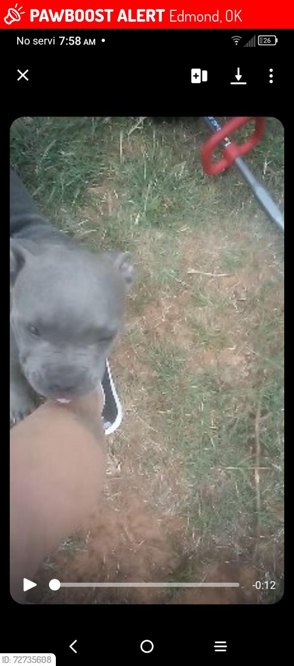 Lost Male Dog last seen Blanch lane , Edmond, OK 73025