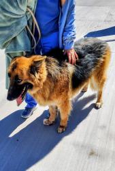 Lost Male Dog last seen Bain and 60th Street, Jurupa Valley, CA 91752