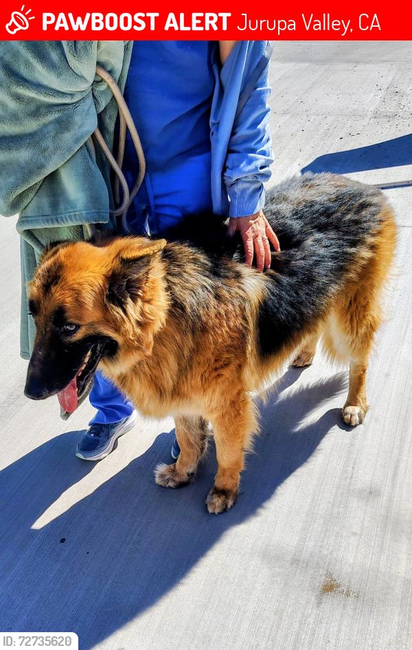Lost Male Dog last seen Bain and 60th Street, Jurupa Valley, CA 91752