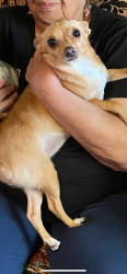 Lost Female Dog last seen Main Street and HEB , Robstown, TX 78380