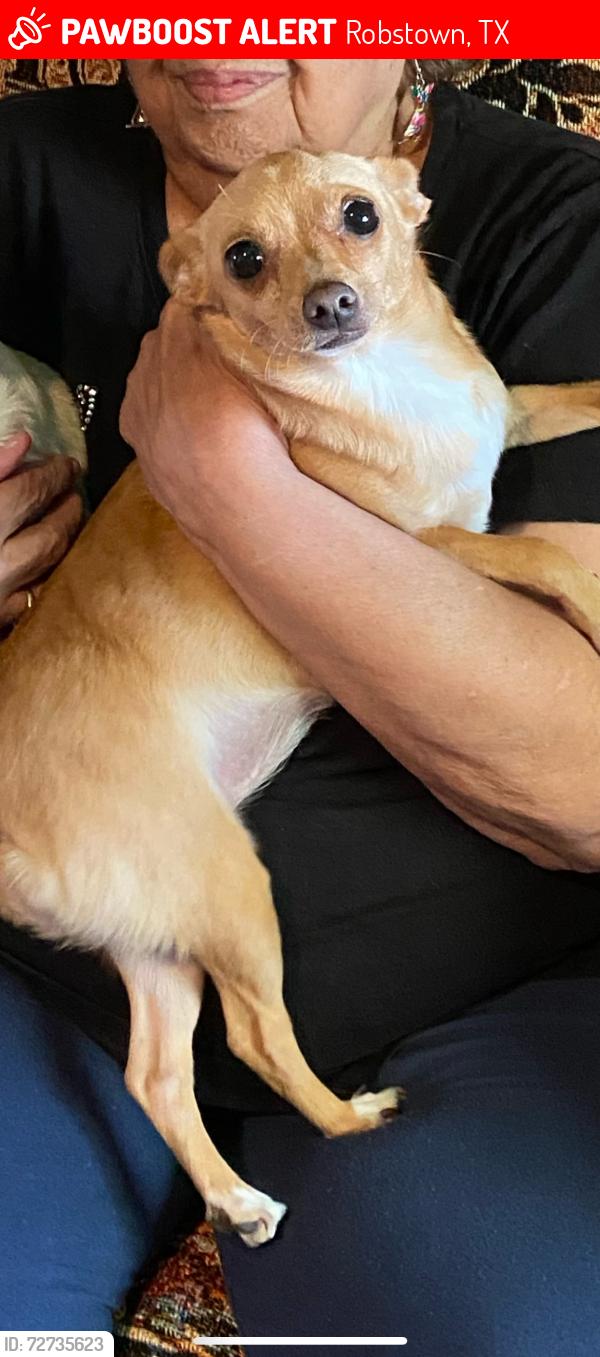 Lost Female Dog last seen Main Street and HEB , Robstown, TX 78380