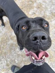 Found/Stray Female Dog last seen Achushnet and Herbert , Corpus Christi, TX 78413