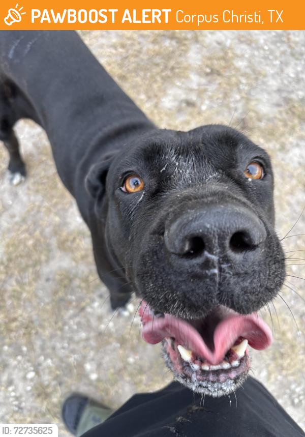 Found/Stray Female Dog last seen Achushnet and Herbert , Corpus Christi, TX 78413