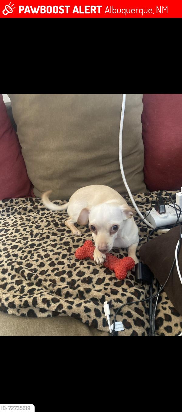 Lost Male Dog last seen Espanola st and marble ave, Albuquerque, NM 87110