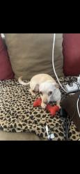 Lost Male Dog last seen Espanola st and marble ave, Albuquerque, NM 87110