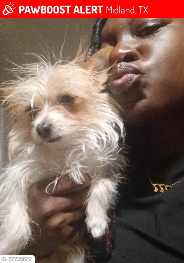 Lost Female Dog last seen LOOP 250  Midland drive North Side Walmart Opportunity Park Area, Midland, TX 79707