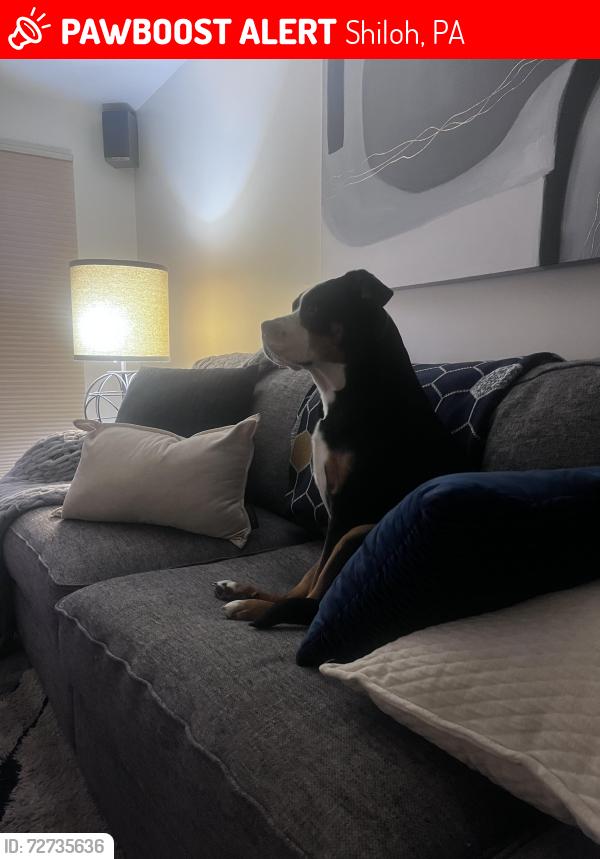 Lost Female Dog last seen Manor rd, Shiloh, PA 17408