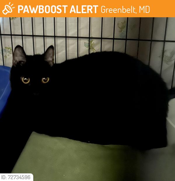Found/Stray Unknown Cat last seen Near Greenbelt Rd - Chelsea Woods Court, Greenbelt, MD 20770
