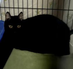 Found/Stray Unknown Cat last seen Near Greenbelt Rd - Chelsea Woods Court, Greenbelt, MD 20770