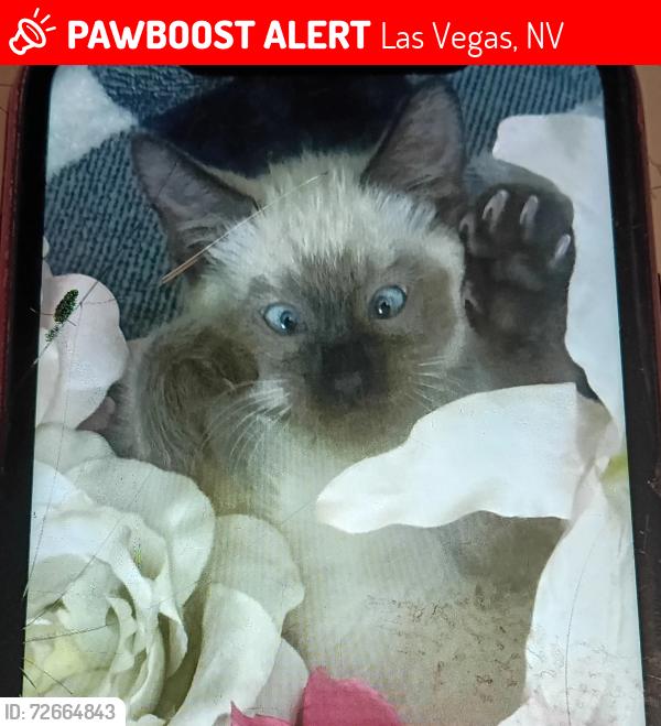 Lost Male Cat last seen Washington and Pecos or Bonanza and Pecos, Las Vegas, NV 89110