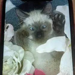 Lost Male Cat last seen Washington and Pecos or Bonanza and Pecos, Las Vegas, NV 89110