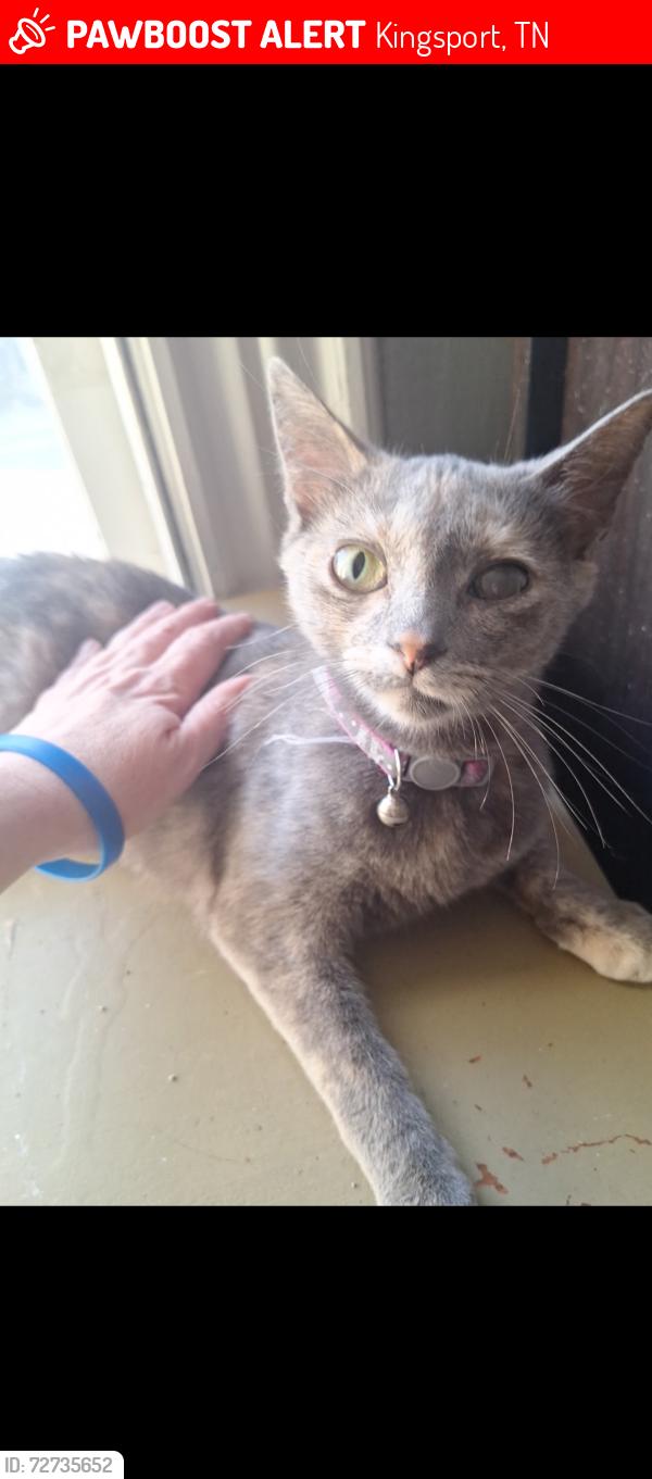 Lost Female Cat last seen Beulah church road, Kingsport, TN 37663
