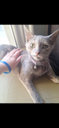 Lost Female Cat last seen Beulah church road, Kingsport, TN 37663