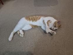 Found/Stray Male Cat last seen Elderberry Ave / Berryhill Fr, London, ON N5X