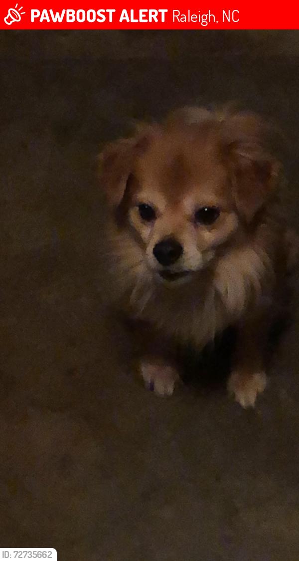 Lost Male Dog last seen Massey preserve , Raleigh, NC 27616