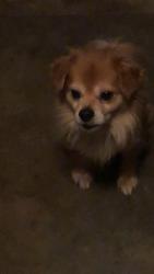 Lost Male Dog last seen Massey preserve , Raleigh, NC 27616