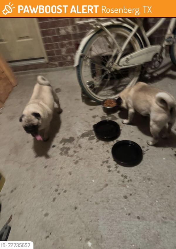 Found/Stray Male Dog last seen Walnut Creek area near playground WITH NO swings, Rosenberg, TX 77469