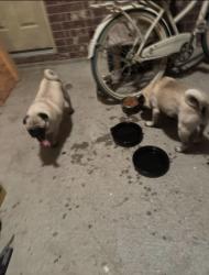 Found/Stray Male Dog last seen Walnut Creek area near playground WITH NO swings, Rosenberg, TX 77469
