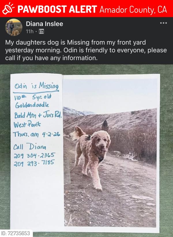 Lost Male Dog last seen Bald Mtn Rd x Bummerville in West Point , Amador County, CA 95666