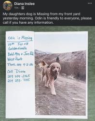 Lost Male Dog last seen Bald Mtn Rd x Bummerville in West Point , Amador County, CA 95666