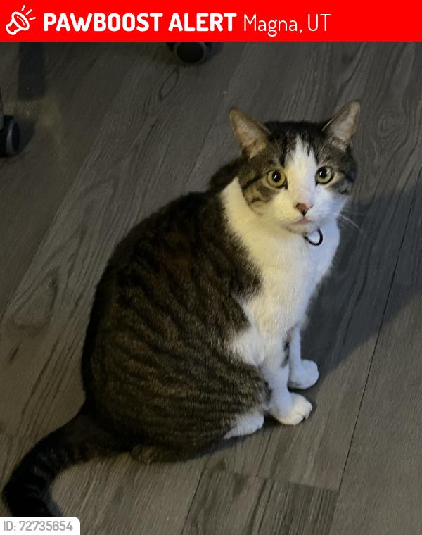 Lost Male Cat last seen Near S 8400 W Magna, UT  84044 United States, Magna, UT 84044