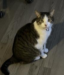 Lost Male Cat last seen Near S 8400 W Magna, UT  84044 United States, Magna, UT 84044