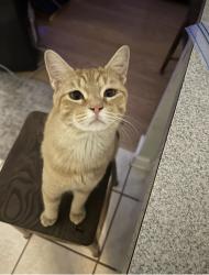 Lost Male Cat last seen Near , Lake Park, GA 31636