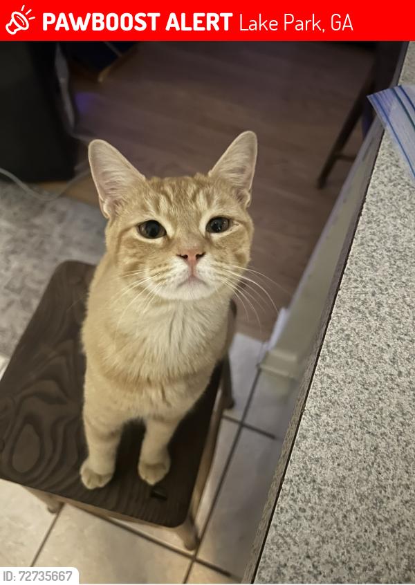 Lost Male Cat last seen Near , Lake Park, GA 31636