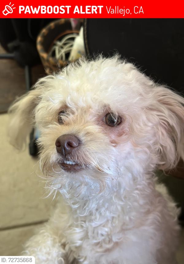 Lost Female Dog last seen Sacramento y Tennessee , Vallejo, CA 94590