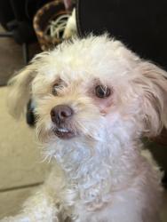 Lost Female Dog last seen Sacramento y Tennessee , Vallejo, CA 94590
