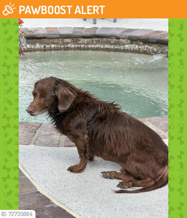 Found/Stray Male Dog last seen Lake Charlotte Lane, Waterside Estates, TX 77406