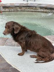 Found/Stray Male Dog last seen Lake Charlotte Lane, Waterside Estates, TX 77406