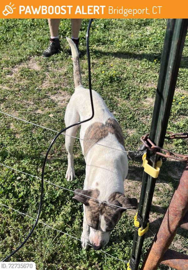 Found/Stray Female Dog last seen County Road 75 & 476, Bridgeport, CT 06604