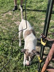 Found/Stray Female Dog last seen County Road 75 & 476, Bridgeport, CT 06604