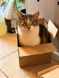 Lost Male Cat last seen Safestore Bermondsey, Old Jamaica Road, Greater London, England SE16 4RJ